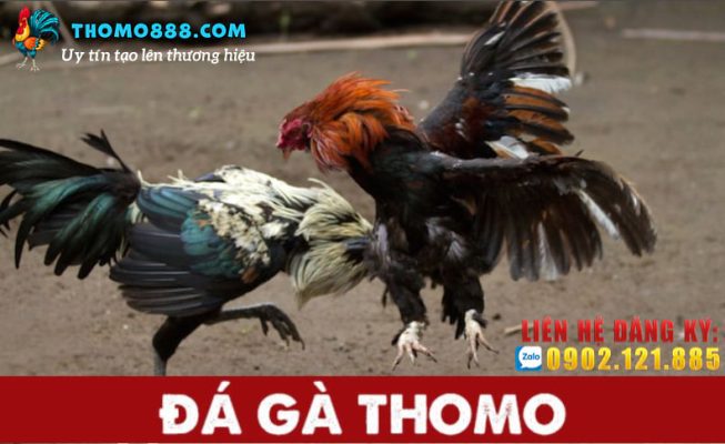 Đá gà thomo888