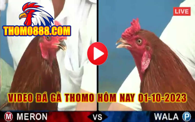 da ga thomo hom nay 01 10 2023