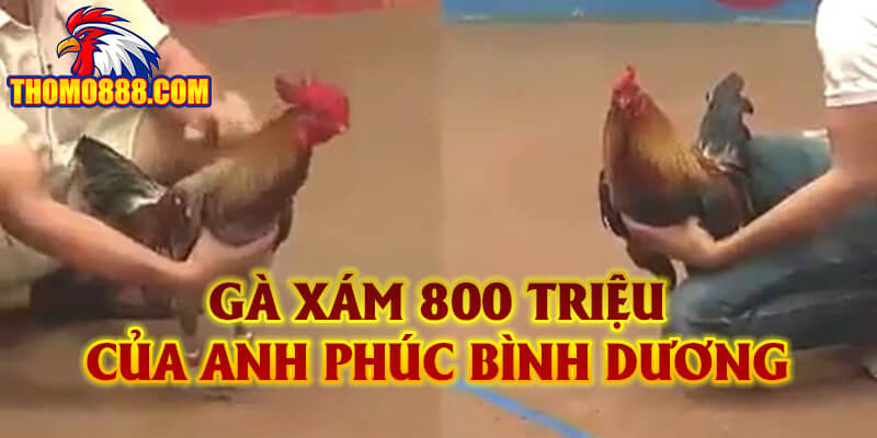 ga xam 800 trieu cua anh phuc binh duong