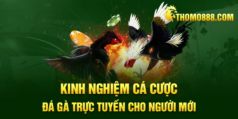 kinh nghiem ca cuoc da ga truc tuyen thomo888