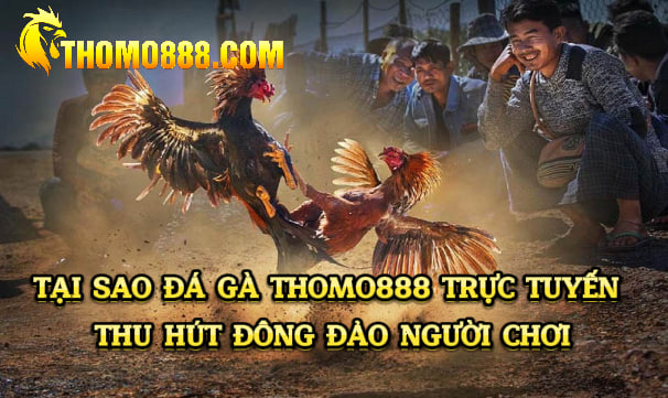 Đá gà thomo888 trực tuyến