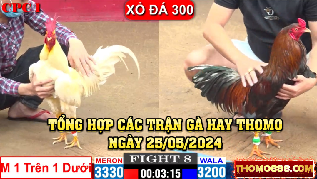 Tổng hợp trận gà hay thomo ngày 25/05/2024