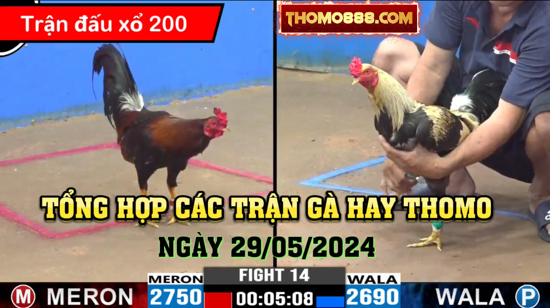 Trận gà hay thomo 29/5/2024