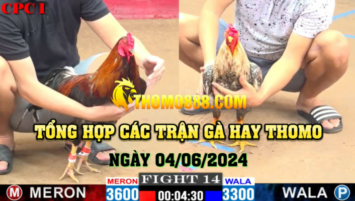 trận gà hay thomo